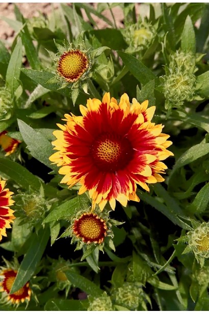 Гайлардія великоквіткова ’Арізона Сан’|Gaillardia grandiflora ’Arizona Sun’|Гайлардия крупноцветковая ’Аризона Сан’